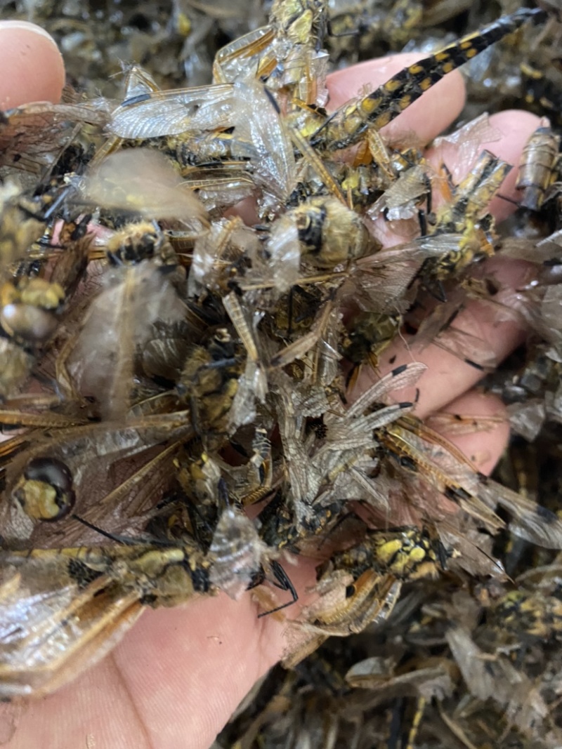 中药材黄蜻蜓绿蜻蜓一手货源，500克包邮