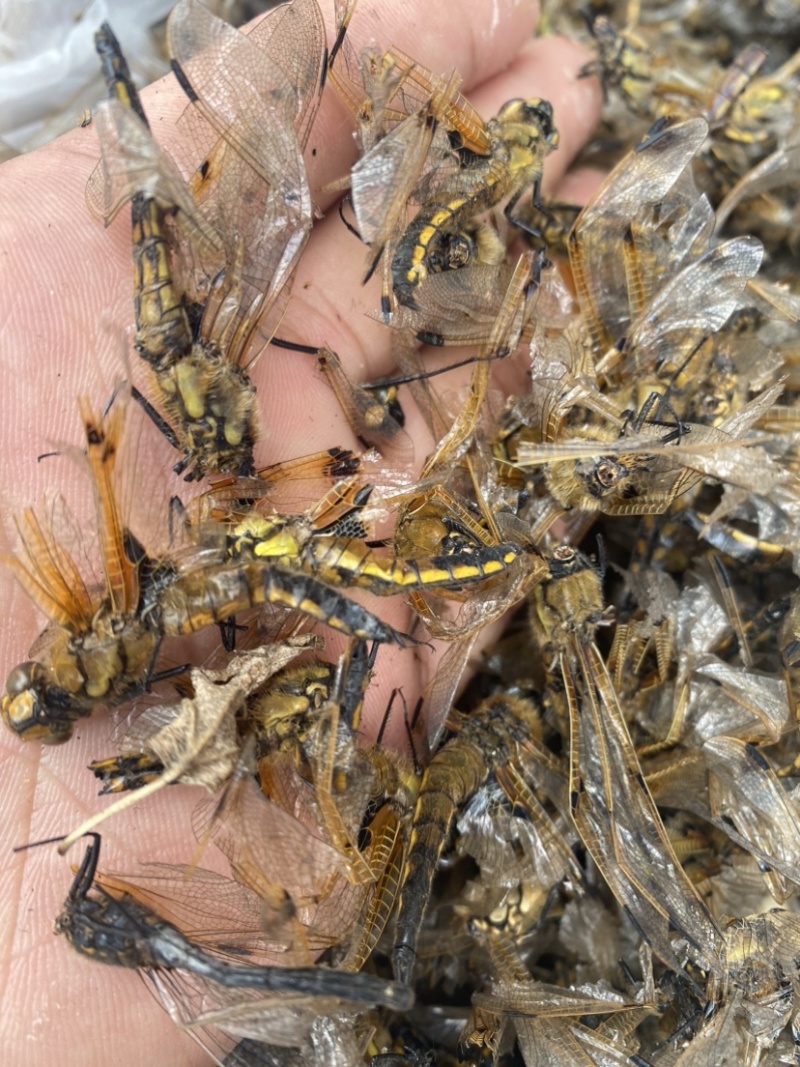 中药材黄蜻蜓绿蜻蜓一手货源，500克包邮