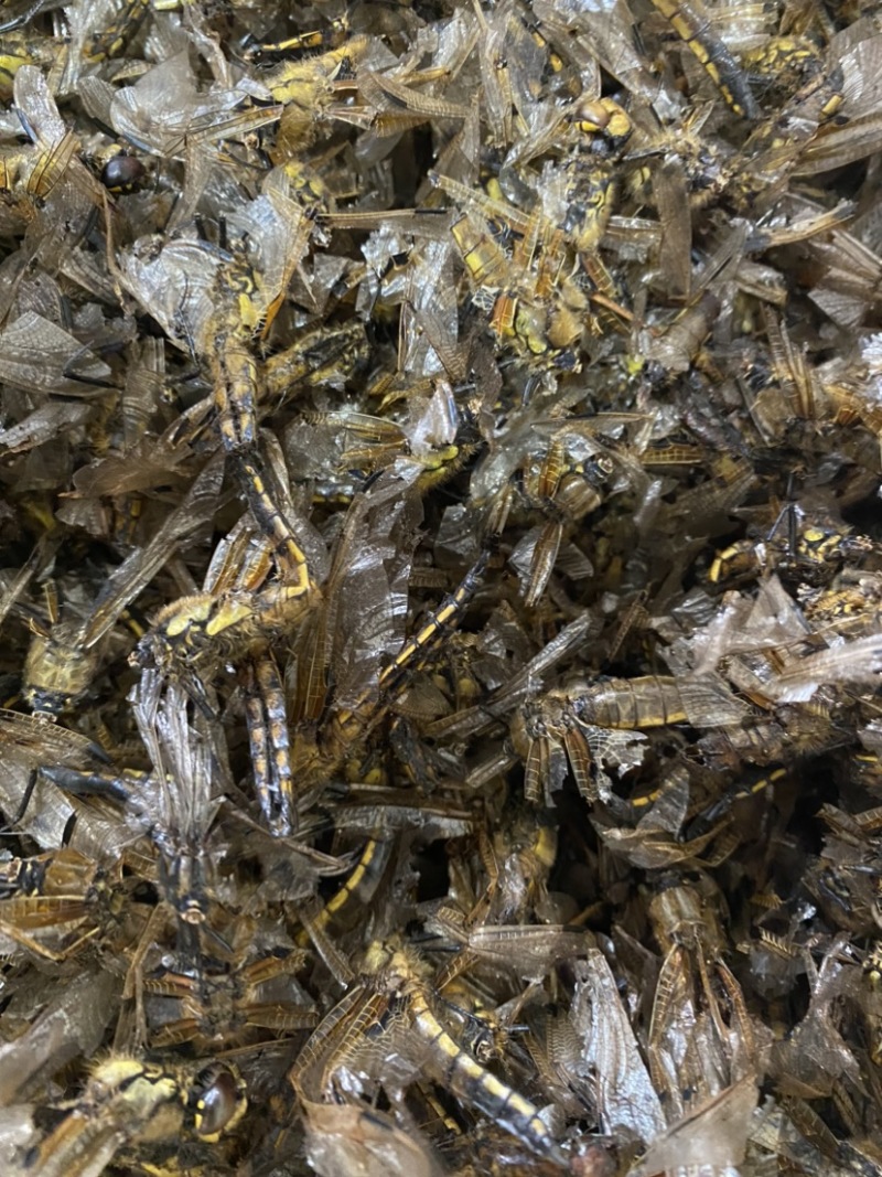 中药材黄蜻蜓绿蜻蜓一手货源，500克包邮
