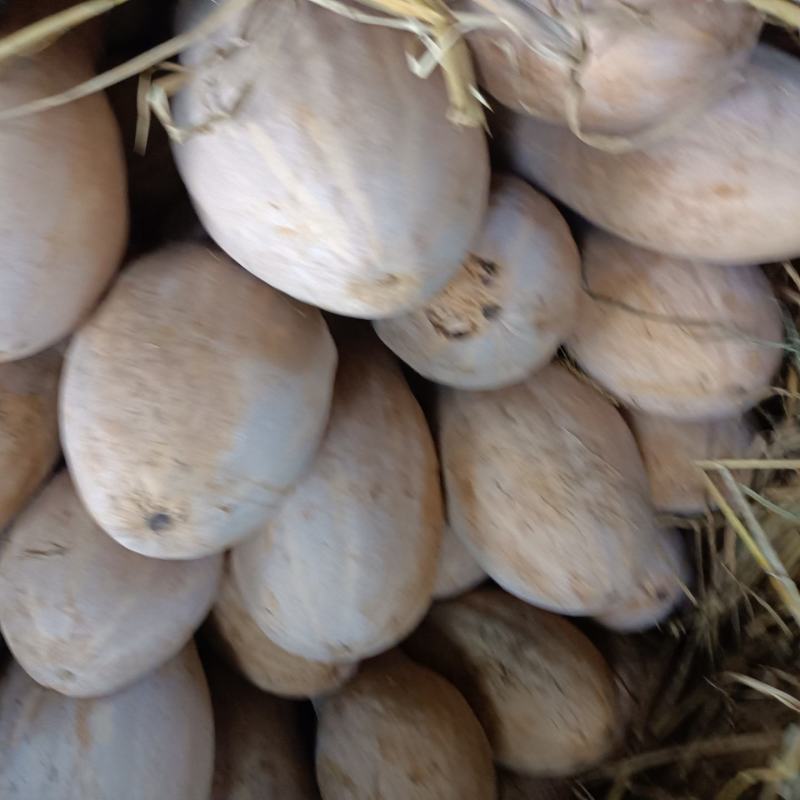 精品蜜本南瓜，货源充足，基地直发需要的老板抓紧