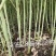 陕油28油菜种子直播不取苗省时省工抗病抗寒油菜籽种子抗倒