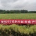 陕油28油菜种子直播不取苗省时省工抗病抗寒油菜籽种子抗倒