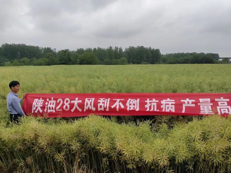 陕油28油菜种子直播不取苗省时省工抗病抗寒油菜籽种子抗倒