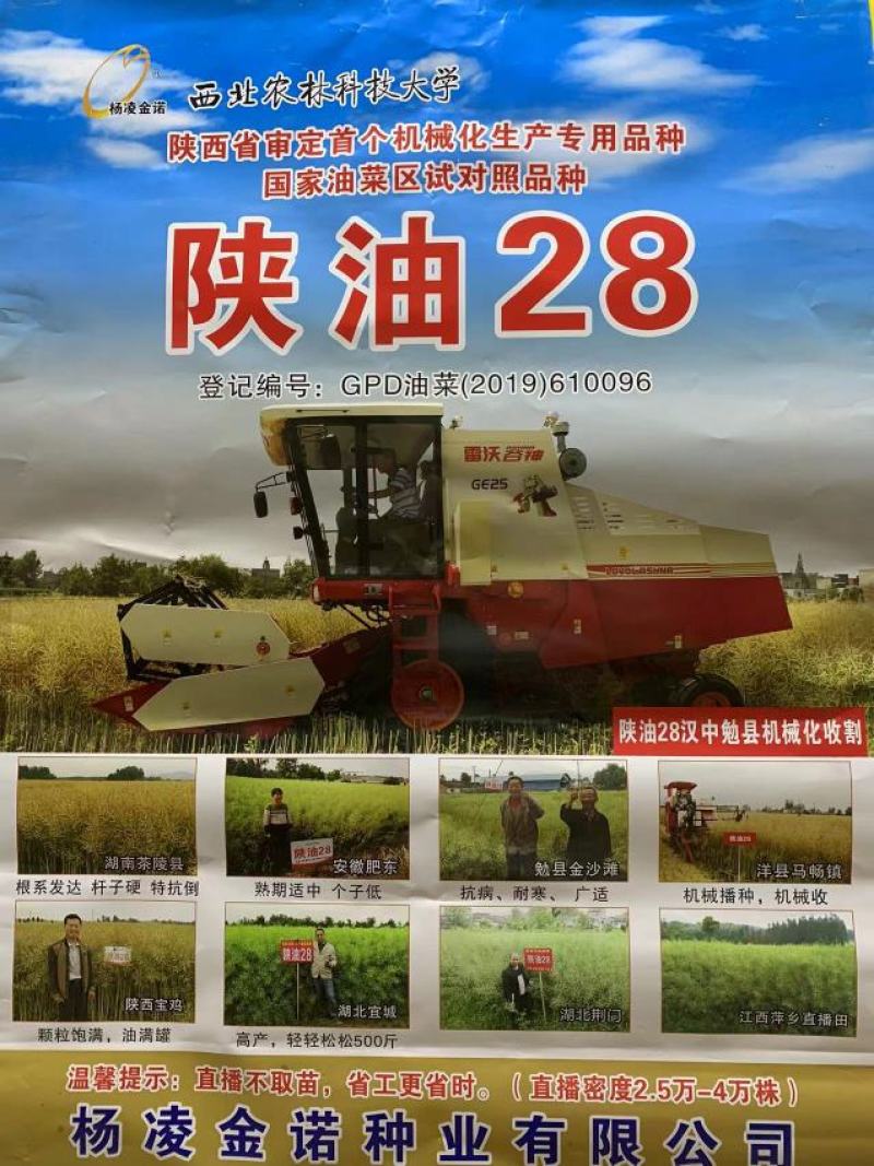 陕油28油菜种子直播不取苗省时省工抗病抗寒油菜籽种子抗倒