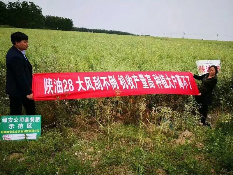 陕油28油菜种子直播不取苗省时省工抗病抗寒油菜籽种子抗倒
