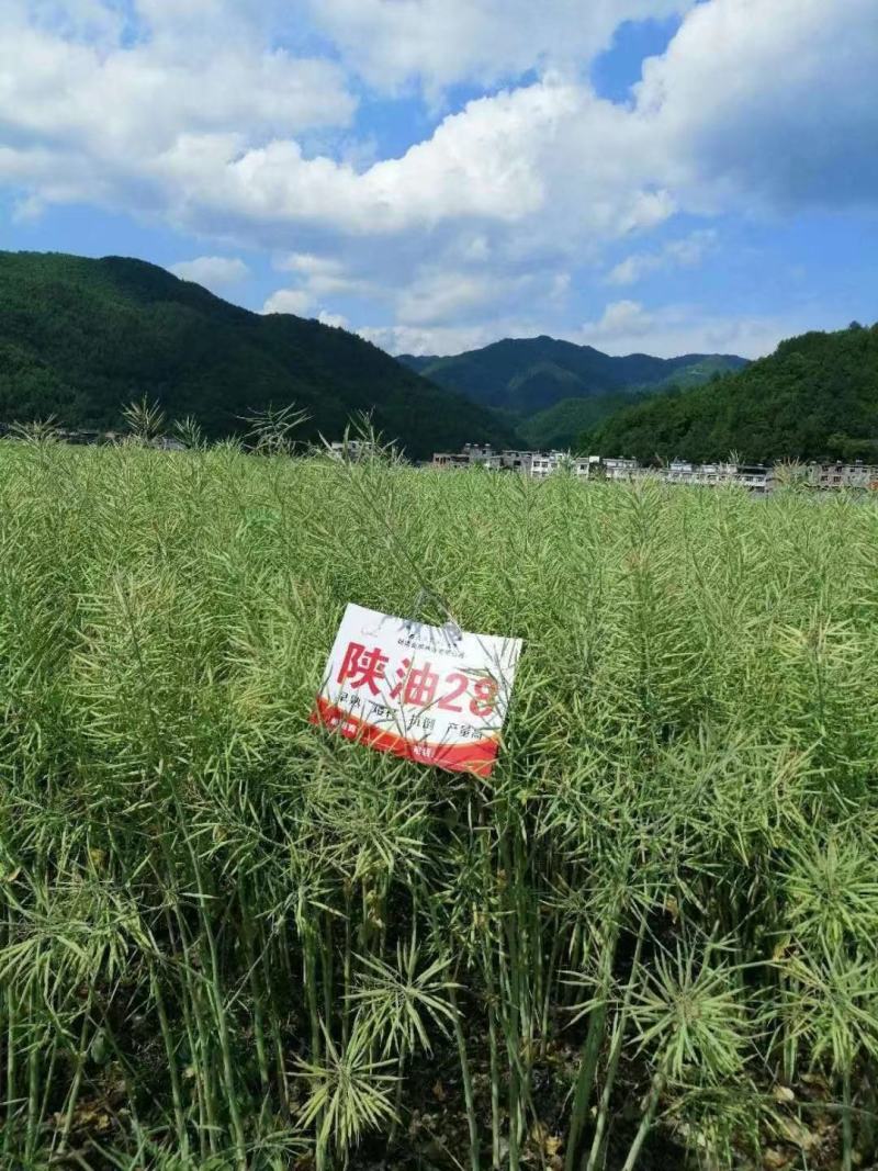 陕油28油菜种子直播不取苗省时省工抗病抗寒油菜籽种子抗倒