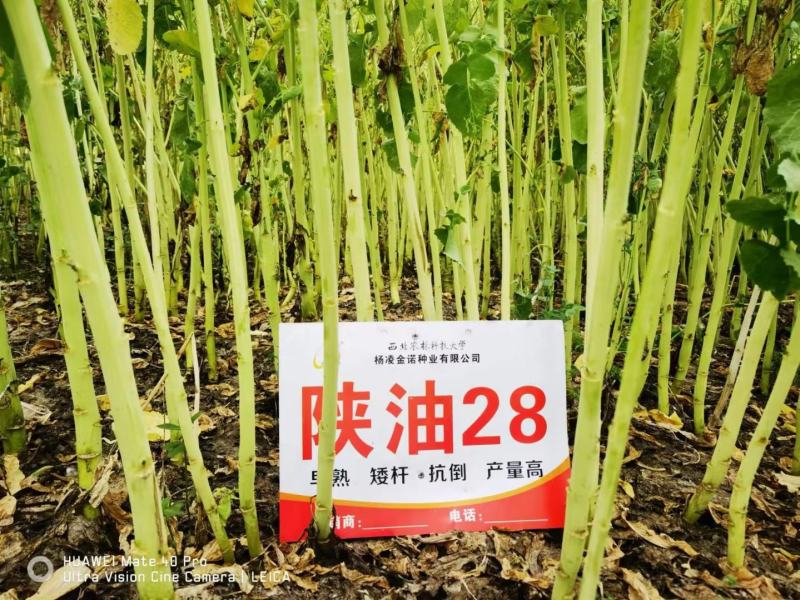 陕油28油菜种子直播不取苗省时省工抗病抗寒油菜籽种子抗倒