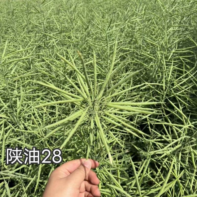 陕油28油菜种子直播不取苗省时省工抗病抗寒油菜籽种子抗倒