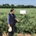 陕油28油菜种子直播不取苗省时省工抗病抗寒油菜籽种子抗倒