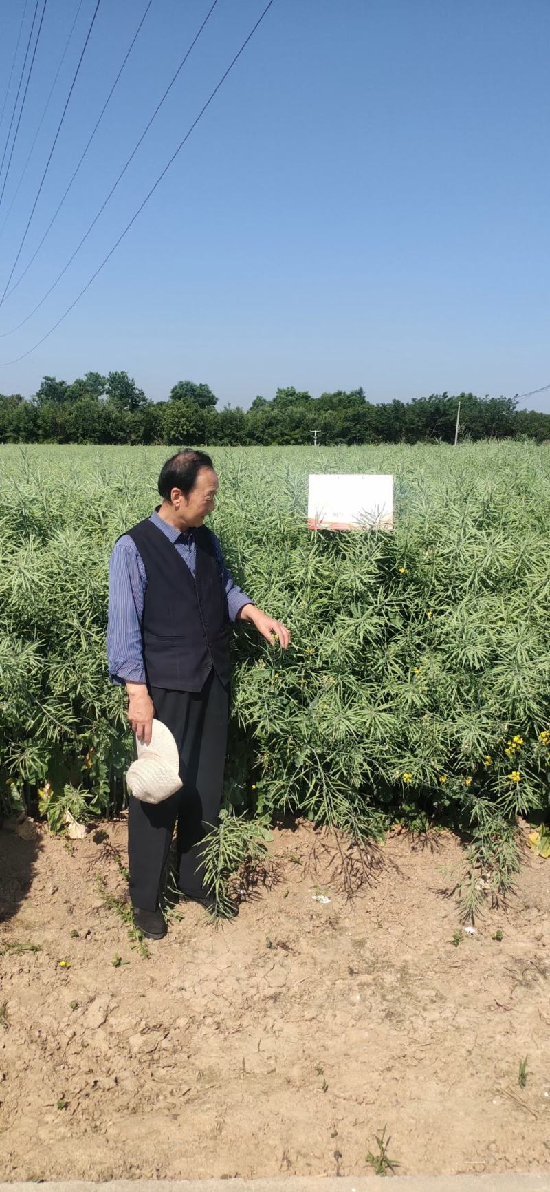 陕油28油菜种子直播不取苗省时省工抗病抗寒油菜籽种子抗倒