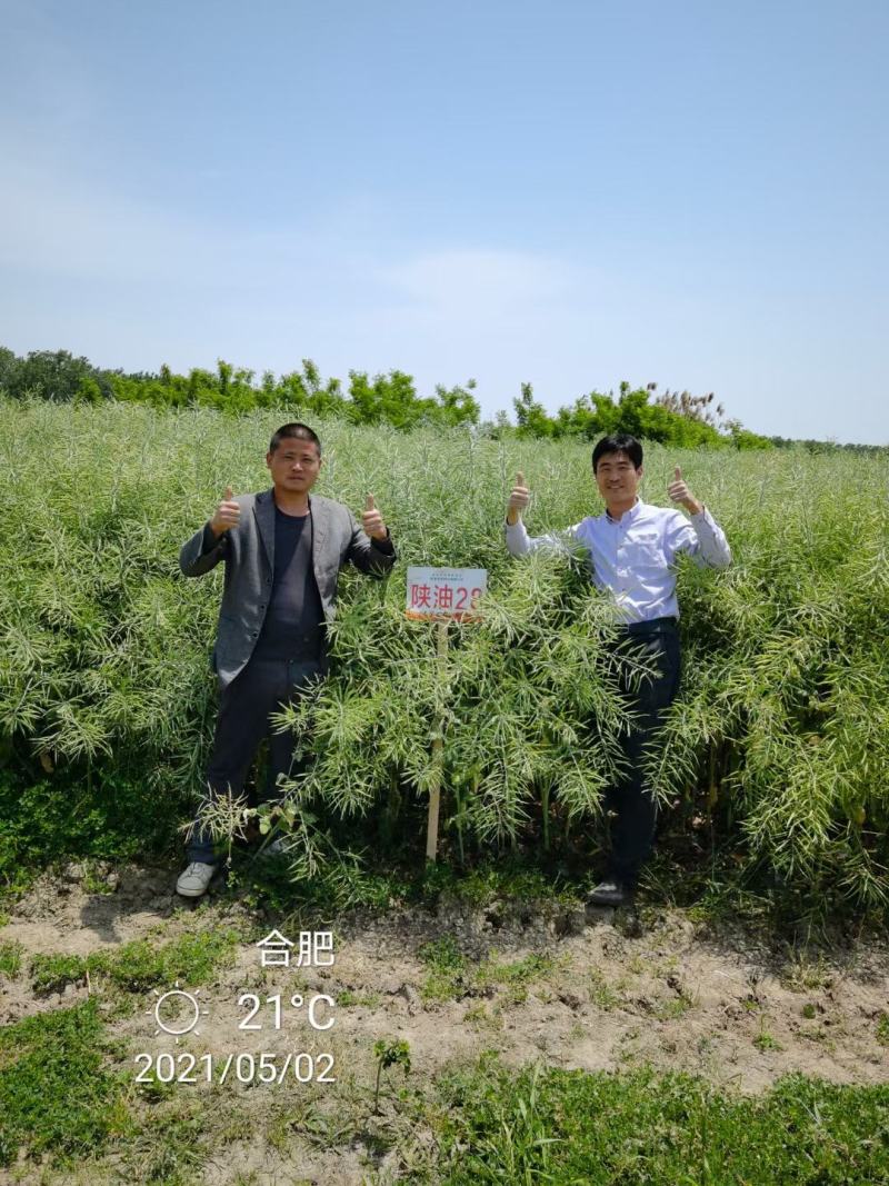 陕油28油菜种子直播不取苗省时省工抗病抗寒油菜籽种子抗倒