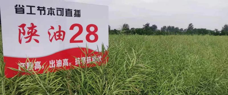 陕油28油菜种子直播不取苗省时省工抗病抗寒油菜籽种子抗倒