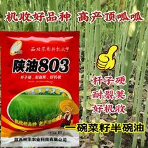 陕西陕油803油菜种子矮杆耐裂荚杆子硬机收好品种抗寒抗旱