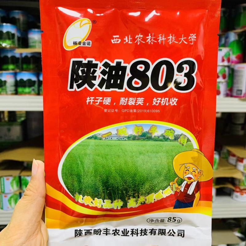 陕西陕油803油菜种子矮杆耐裂荚杆子硬机收好品种抗寒抗旱