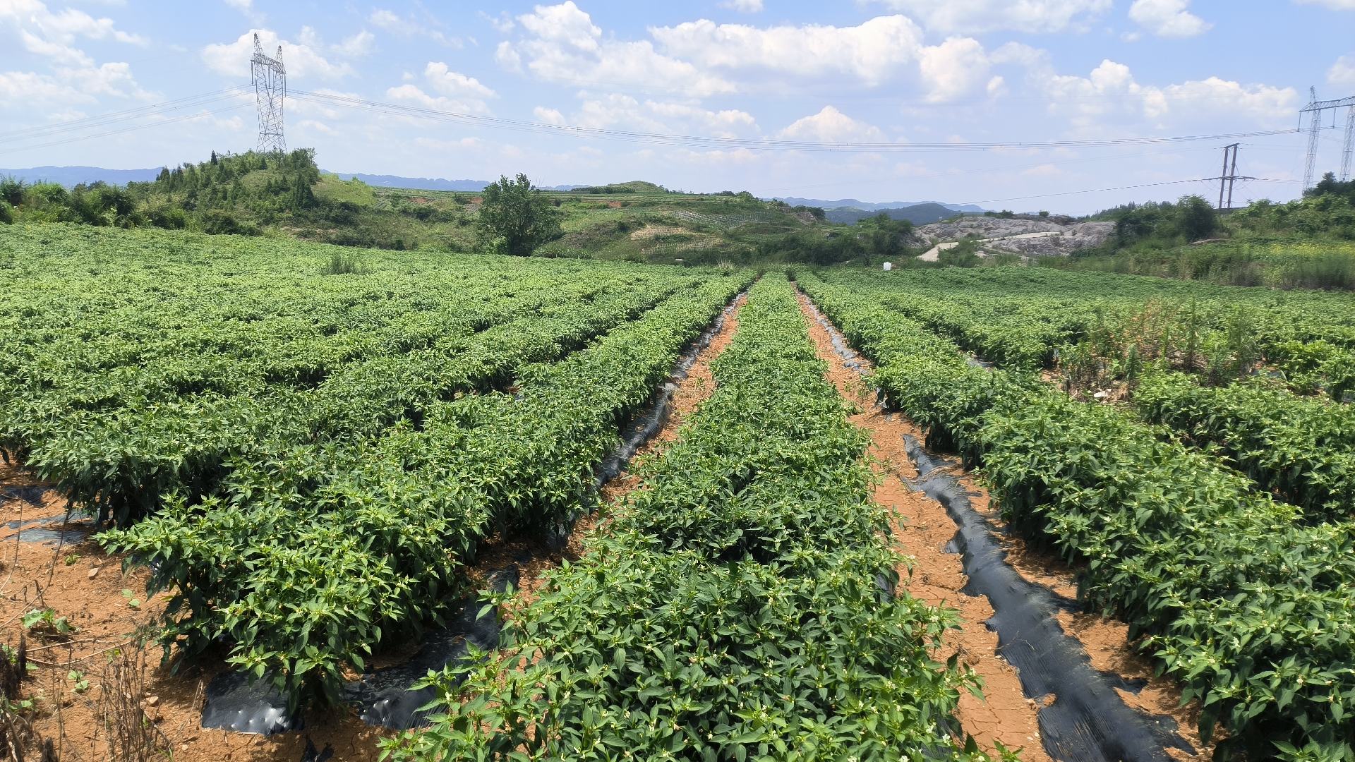 邹皮干辣椒种植基地