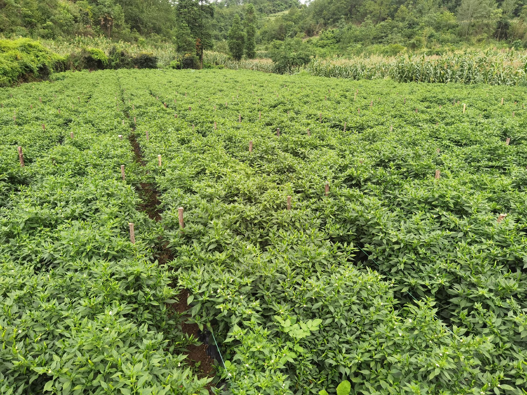 一簇成熟的川椒王鲜尖椒悬挂在绿色植株上,果实修长弯曲如羊角,表皮光亮无皱褶,颜色为鲜亮的深绿色至红绿相间状态,背景为阳光照射下的辣椒种植大棚,土壤湿润,叶片肥厚健康 川椒王鲜尖椒特写