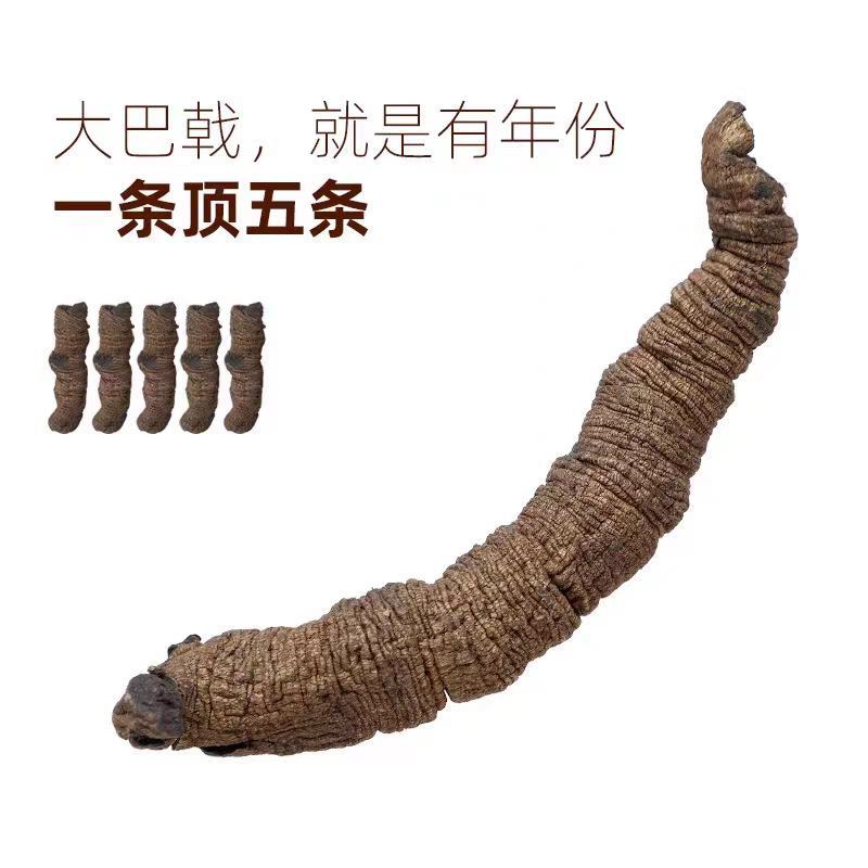十多年的大量深山精品巴戟天可干货可新鲜发货！