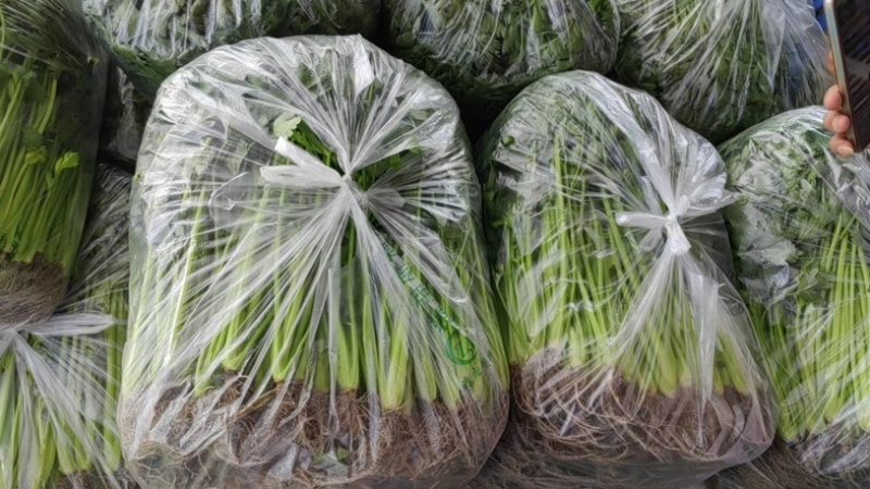 精品芹菜产地一手现货精品大量，可供海底捞等大型餐饮商超。