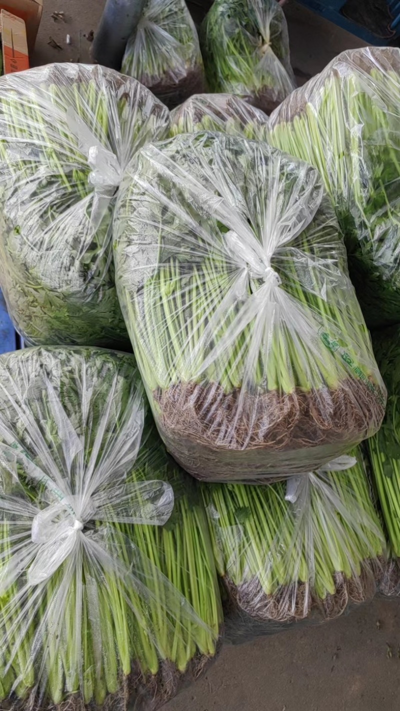 精品芹菜产地一手现货精品大量，可供海底捞等大型餐饮商超。