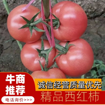 【精品】精品西红柿大量供应，可散装，可装箱，视频