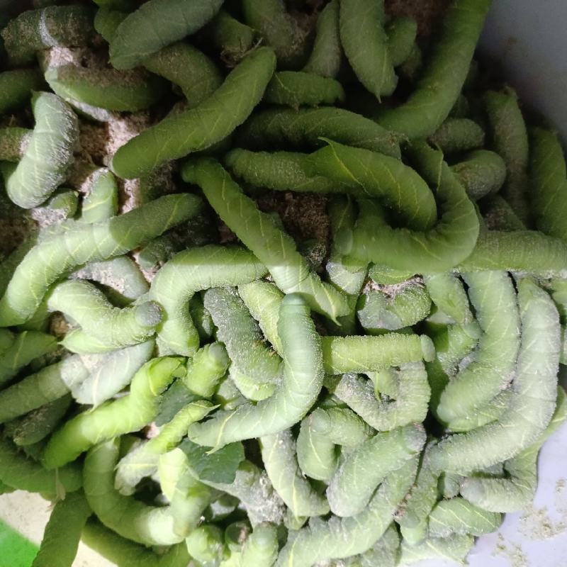 长期出售豆虫/豆丹