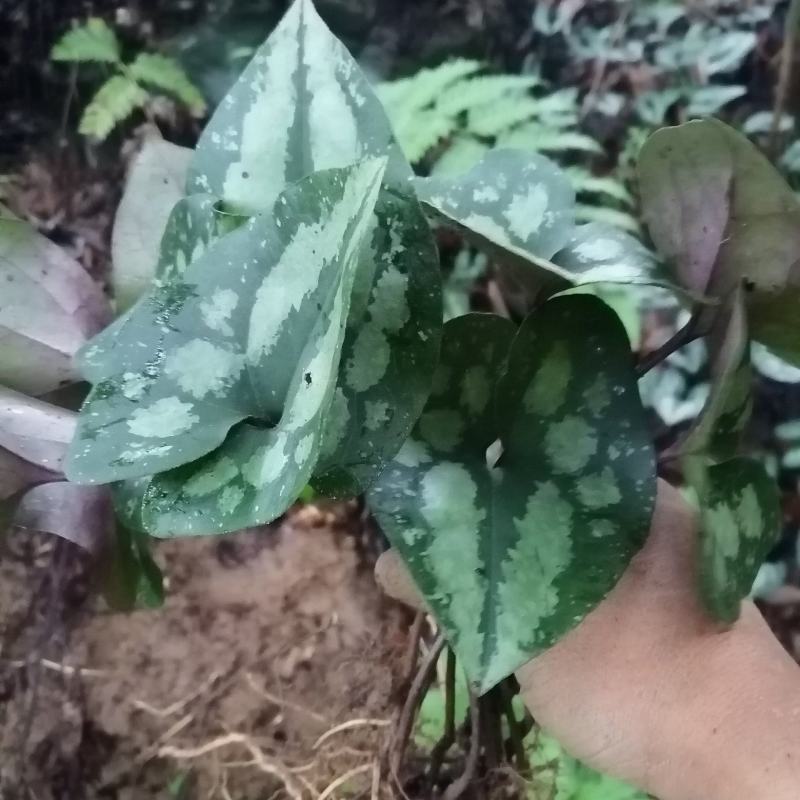 云南原生态花叶紫背马蹄细辛，地道杜衡，细辛，细参，花叶