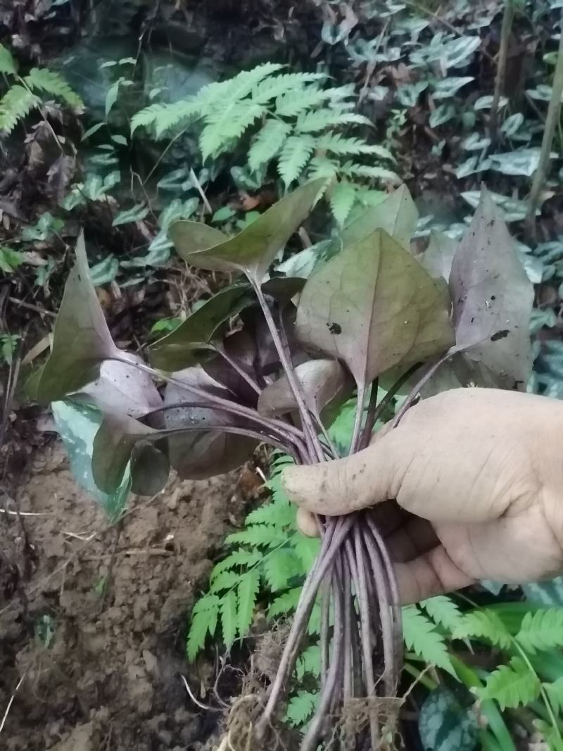 云南原生态花叶紫背马蹄细辛，地道杜衡，细辛，细参，花叶