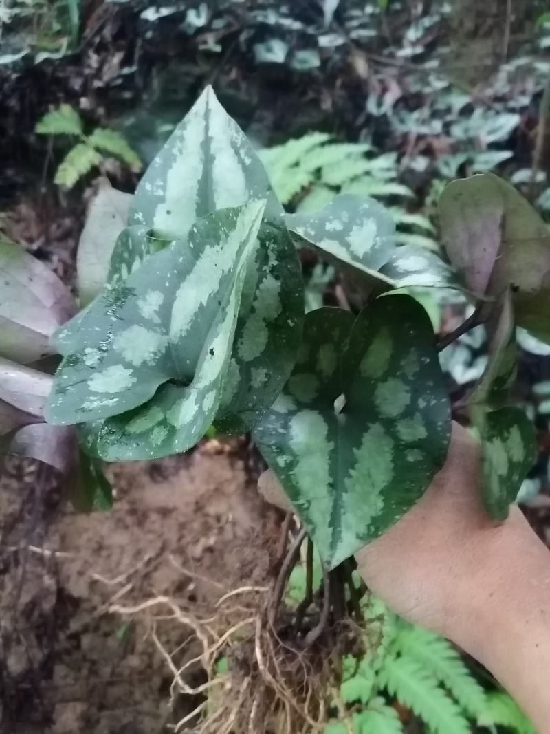 云南原生态花叶紫背马蹄细辛，地道杜衡，细辛，细参，花叶