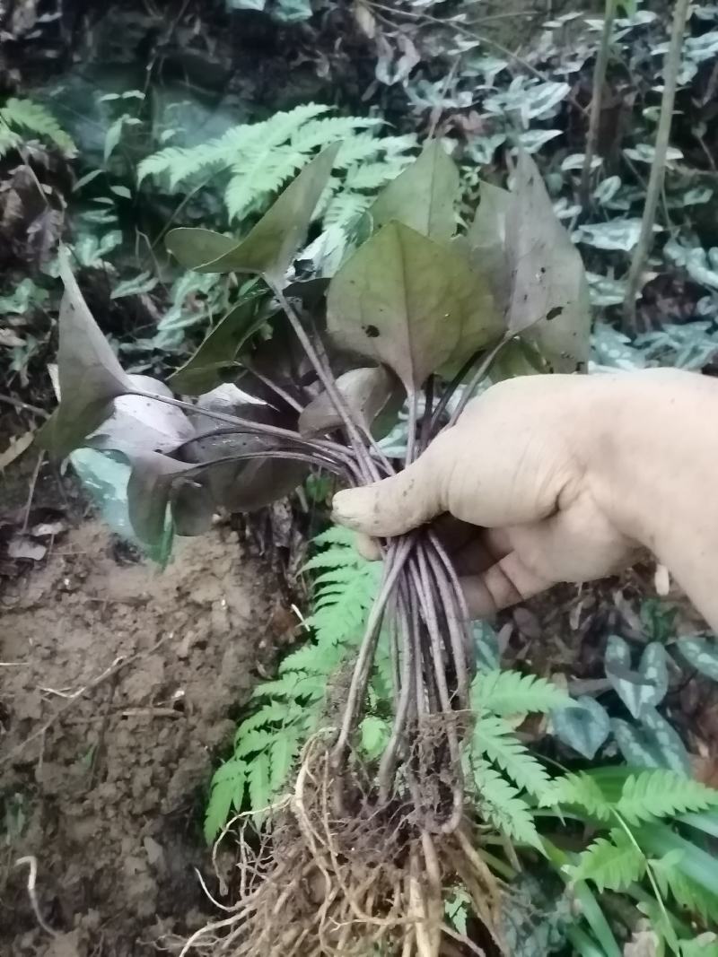 云南原生态花叶紫背马蹄细辛，地道杜衡，细辛，细参，花叶