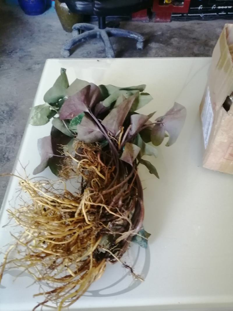 云南原生态花叶紫背马蹄细辛，地道杜衡，细辛，细参，花叶