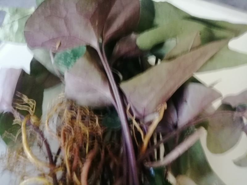 云南原生态花叶紫背马蹄细辛，地道杜衡，细辛，细参，花叶