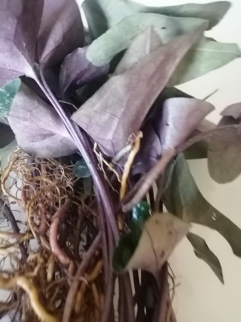 云南原生态花叶紫背马蹄细辛，地道杜衡，细辛，细参，花叶