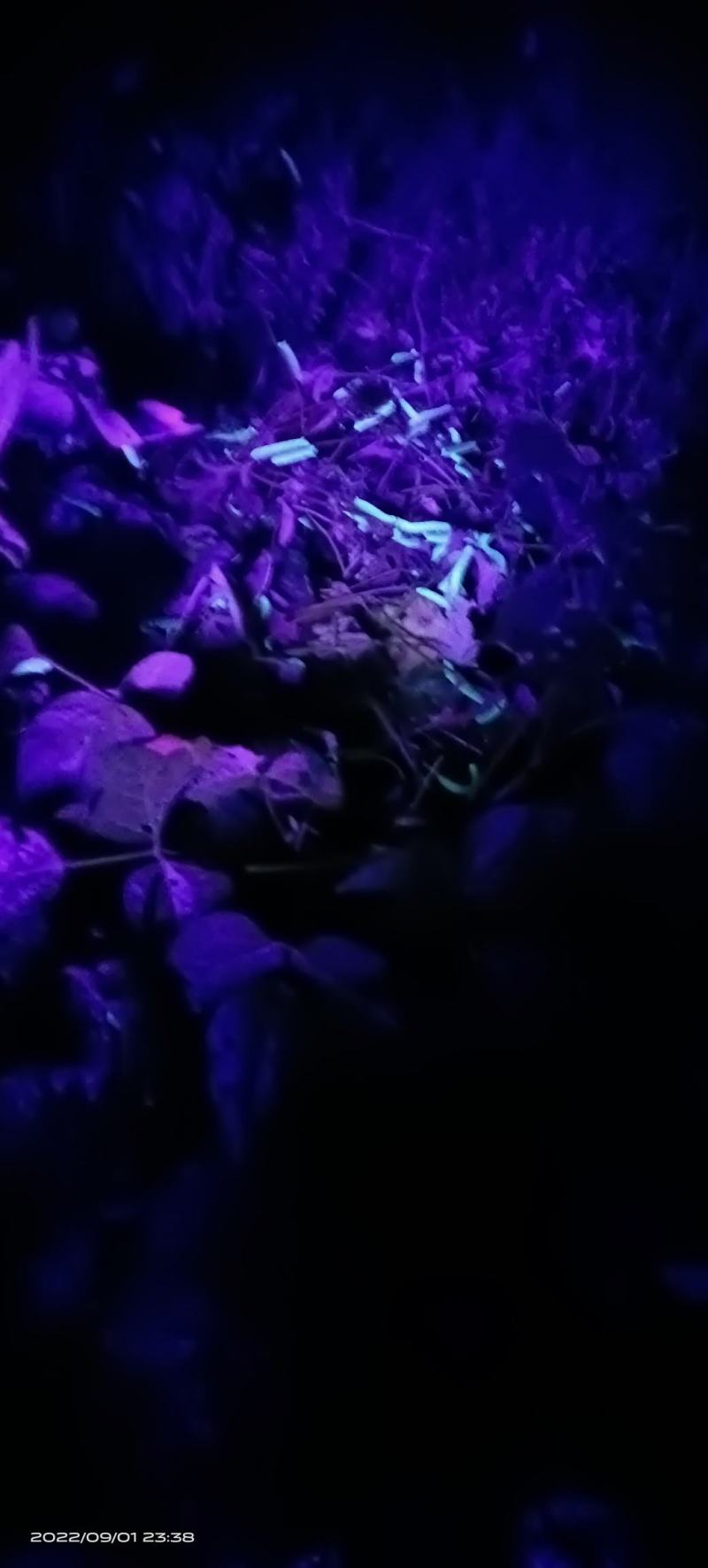 长期出售豆虫/豆丹