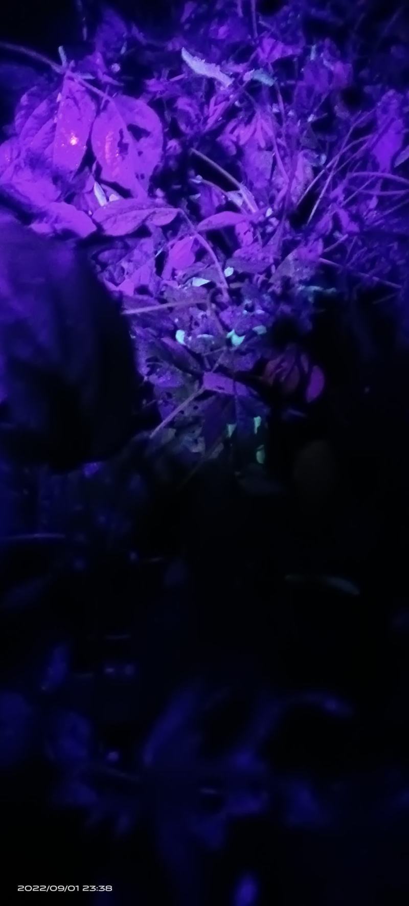 长期出售豆虫/豆丹