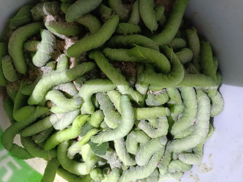 长期出售豆虫/豆丹