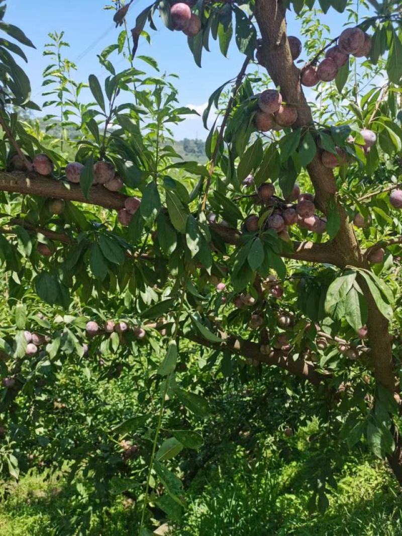 【脆红李子】四川宜宾大量供应产地直发量大从优欢迎咨询