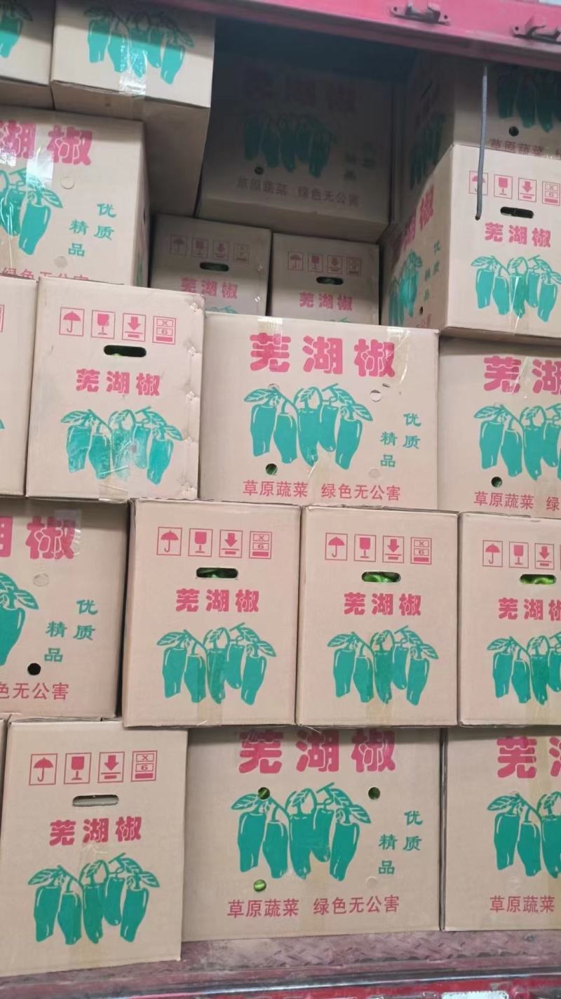 鲜辣椒山东辣椒，芜湖椒，量大质优对接商超批发