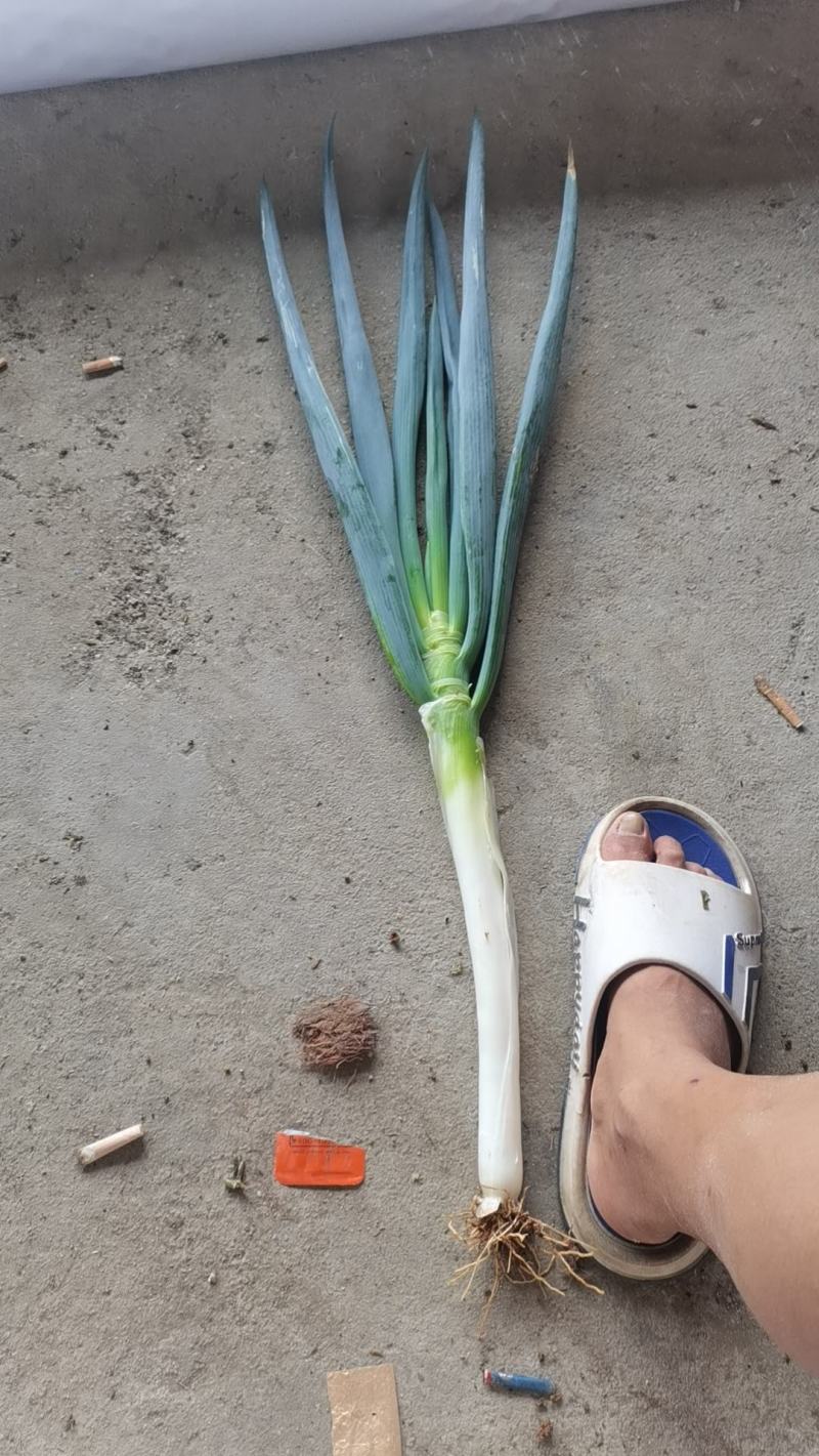 毛葱