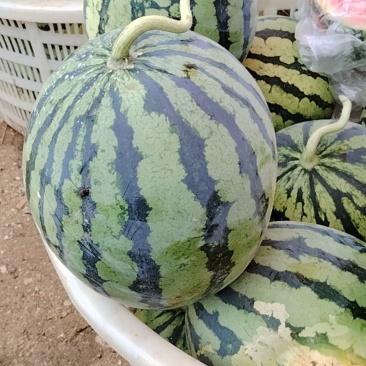 盐城大棚头茬无籽美都西瓜