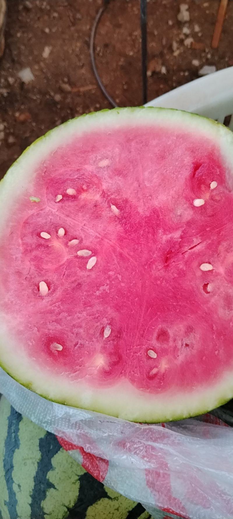 盐城大棚头茬无籽美都西瓜