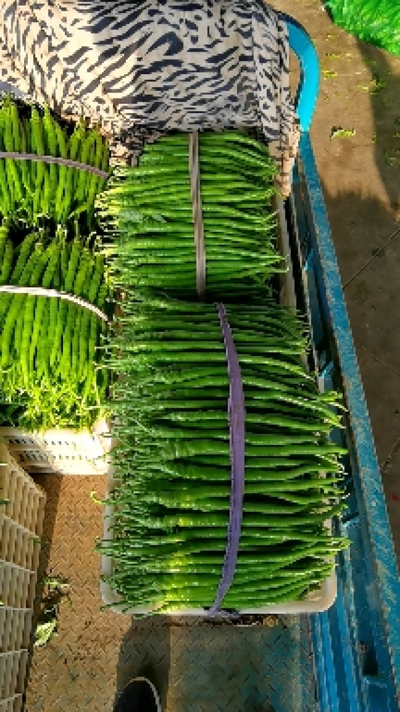 山东线椒，精品八号线椒，量大质优，货量充足，代发全国