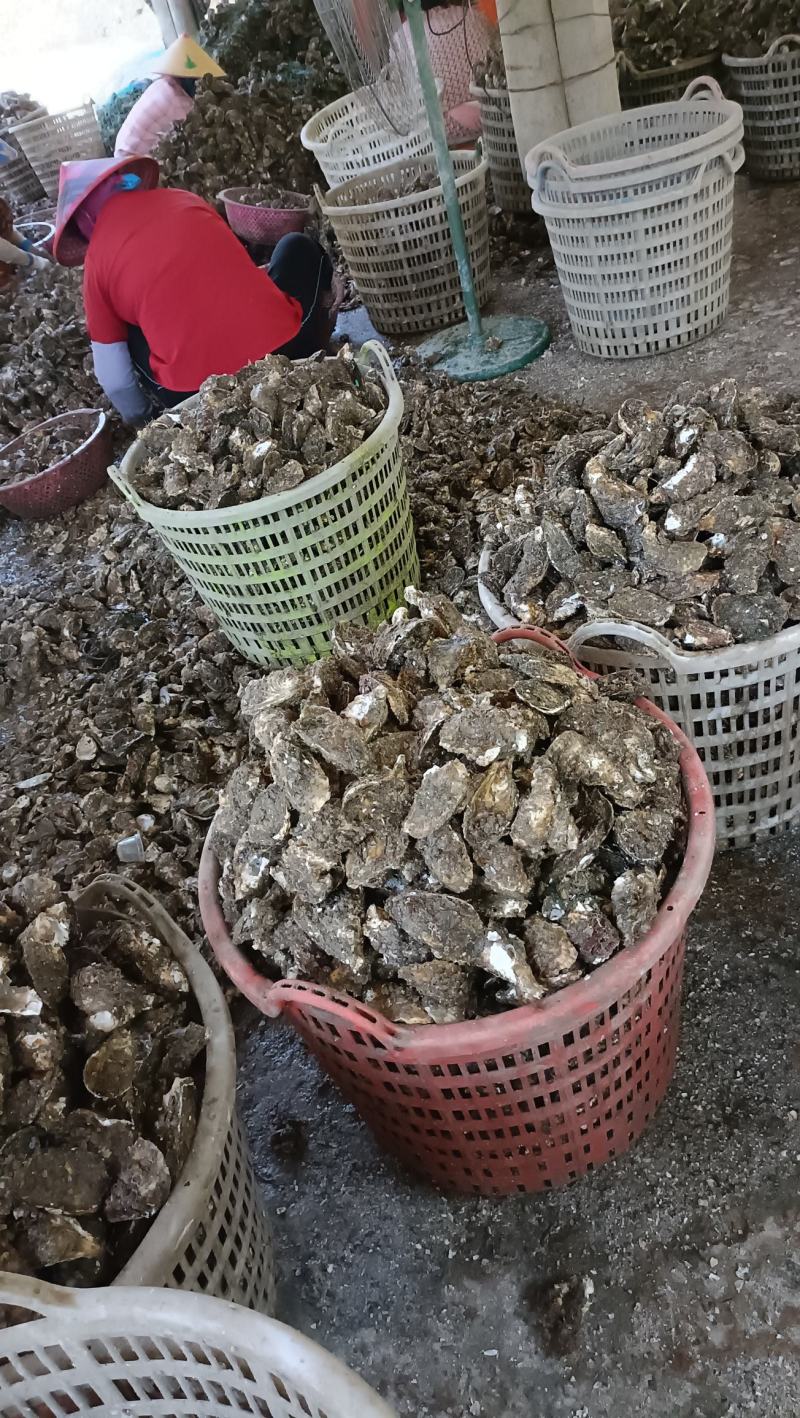 福建漳州詔安林瀚鲜生蚝批发全国