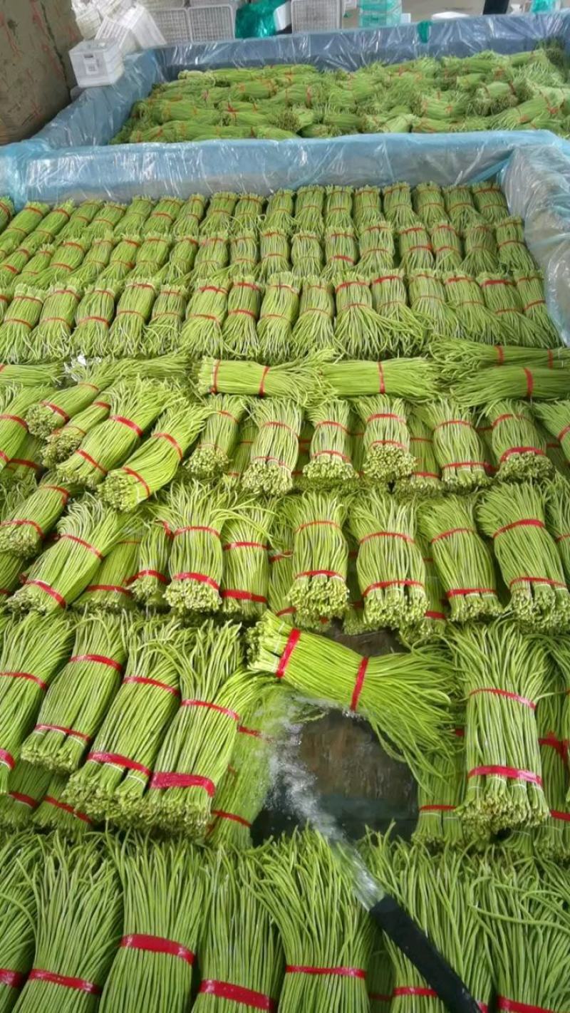 山东青条豆角，精品长豆角，泡水加冰一条龙，代发全国