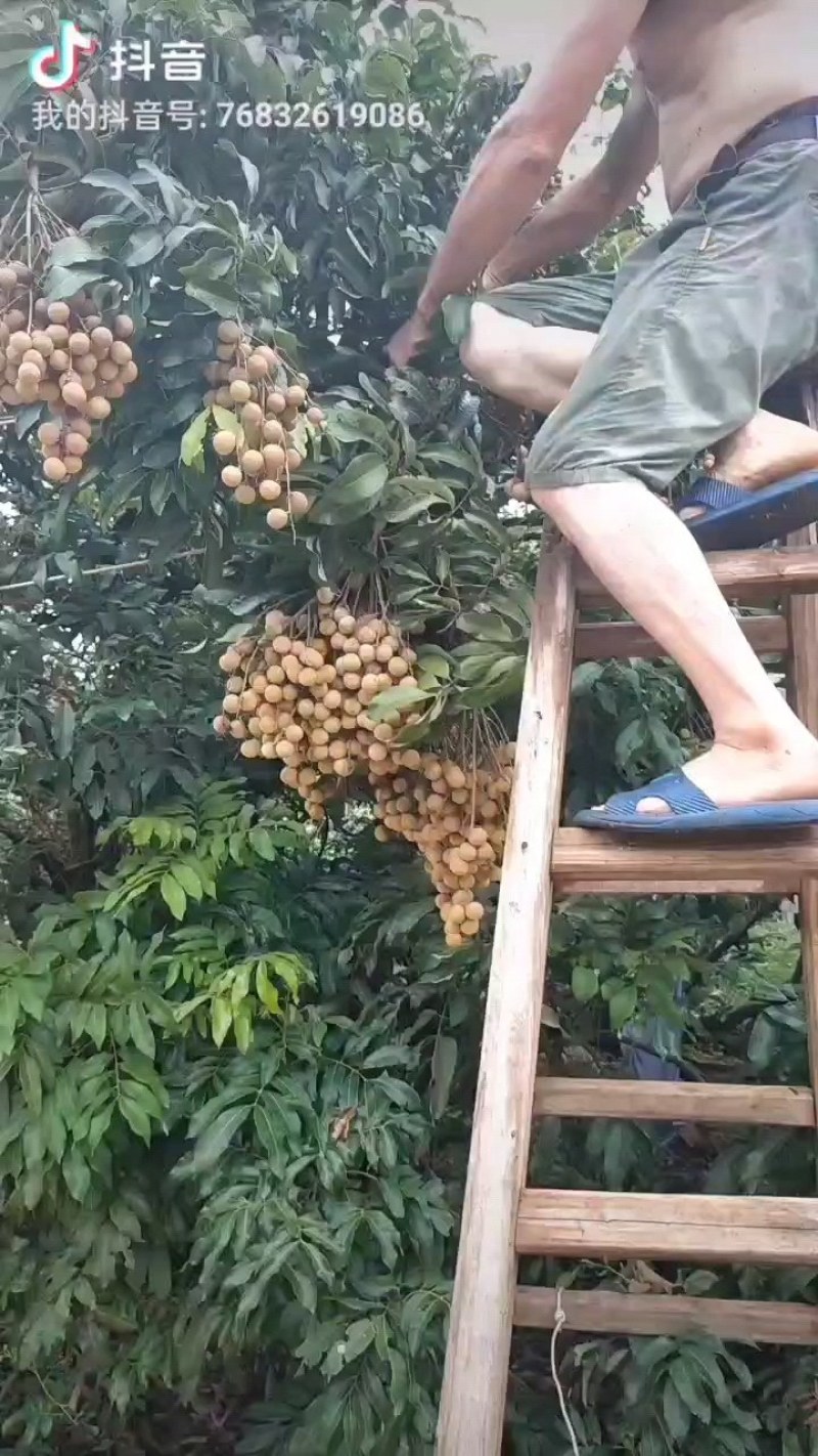 广西贵港市平南县石硖龙眼大量上市了