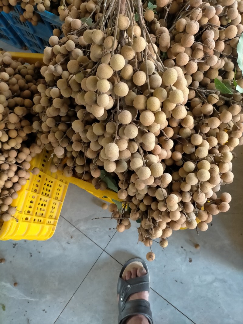 广西贵港市平南县石硖龙眼大量上市了