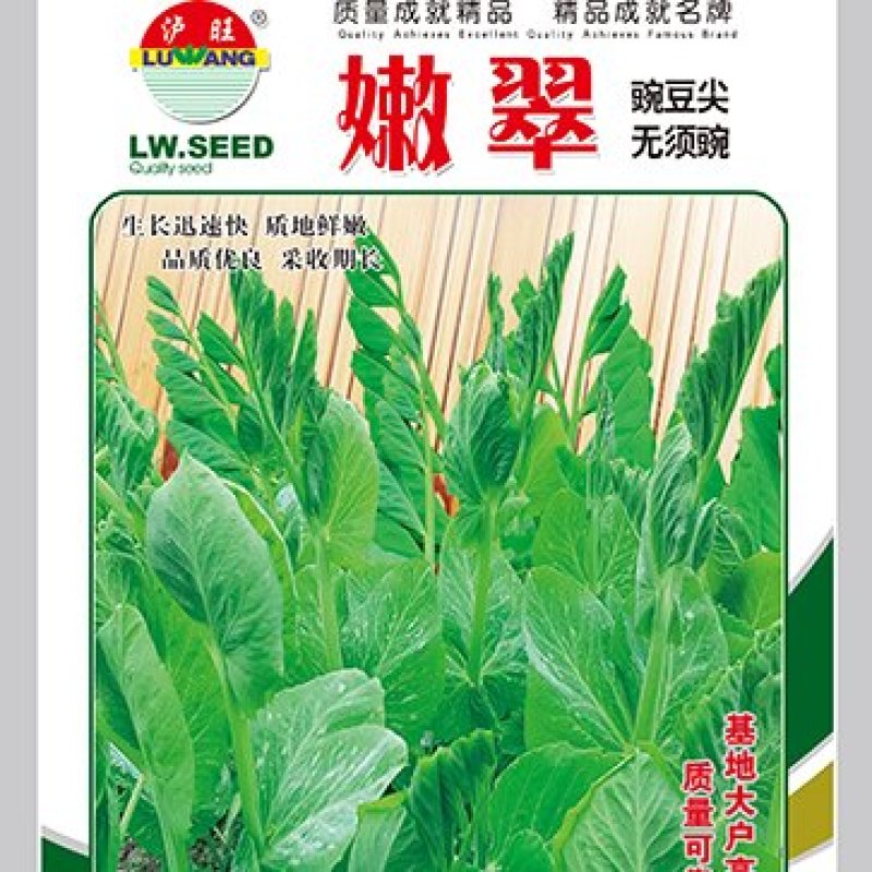 豌豆种子嫩翠无须豌采嫩豌豆尖品种粗壮肥嫩味清香高产
