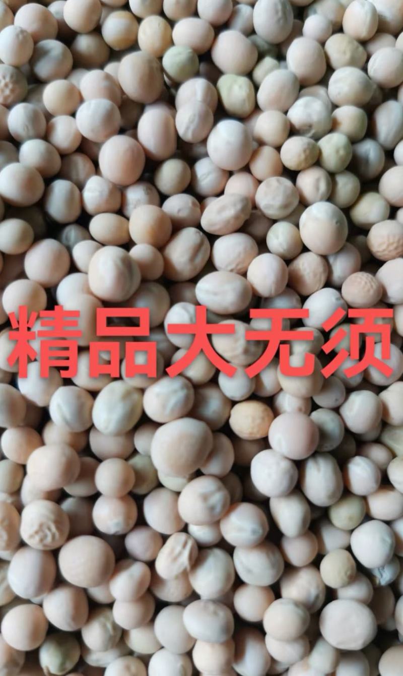 豌豆种子嫩翠无须豌采嫩豌豆尖品种粗壮肥嫩味清香高产