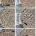 豌豆种子嫩翠无须豌采嫩豌豆尖品种粗壮肥嫩味清香高产