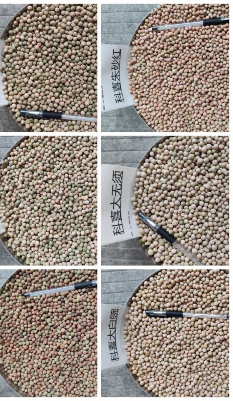 豌豆种子嫩翠无须豌采嫩豌豆尖品种粗壮肥嫩味清香高产