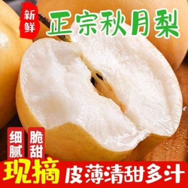 山东秋月梨，产地直发，一手货源，可供电商，出口，商超